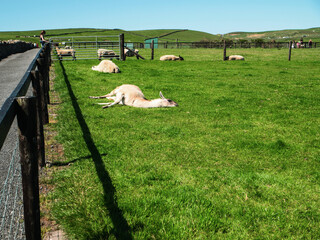 Lama and sheep sleep on a green grass on a warm sunny day. Siesta in animal world due to high temperature and heat wave and absence of shade.