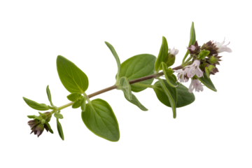 Oregano plant, capturing the essence of culinary herb beauty . Isolated on transparent background, png