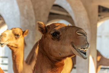 Camel at Souq Waqif market in Doha, Qatar