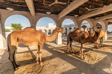 Camel pen at Souq Waqif market in Doha, Qatar