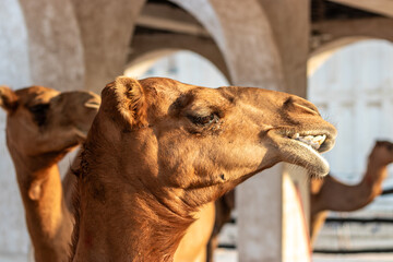 Camels at Souq Waqif market in Doha, Qatar