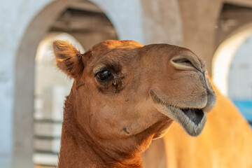 Camel at Souq Waqif market in Doha, Qatar