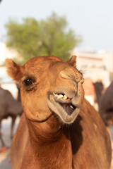 Camel at Souq Waqif market in Doha, Qatar