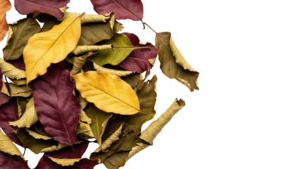Pile of colorful autumn leaves PNG isolated on transparent background, seasonal foliage in yellow, brown, and red tones for fall designs