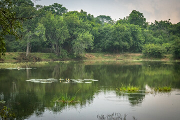 Fototapeta premium yala national park, sri lanka, game drive, ceylon
