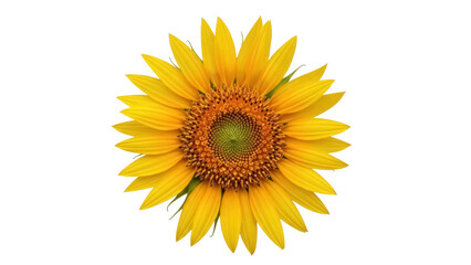 Fototapeta premium Vibrant yellow sunflower PNG isolated on transparent background, cheerful summer flower with detailed center for design projects