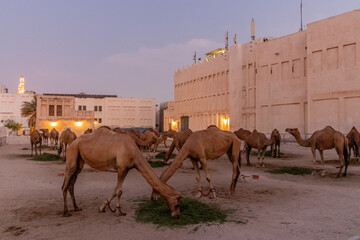 Evening view of a Camel pen at Souq Waqif market in Doha, Qatar