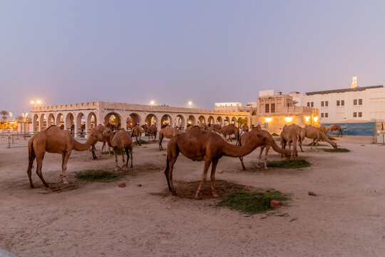 Evening view of a Camel pen at Souq Waqif market in Doha, Qatar