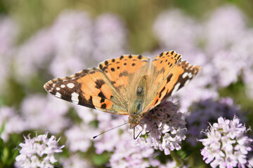 Small tortoiseshell butterfly (Aglais urticae) feeding on pink thyme flowers, close-up in bright...