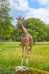 Beautiful giraffes in their enclosure searching for food.