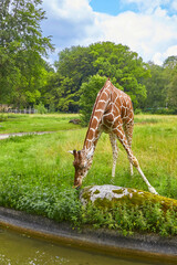 Beautiful giraffes in their enclosure searching for food.