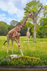 Beautiful giraffes in their enclosure searching for food.