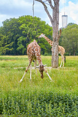 Beautiful giraffes in their enclosure searching for food.