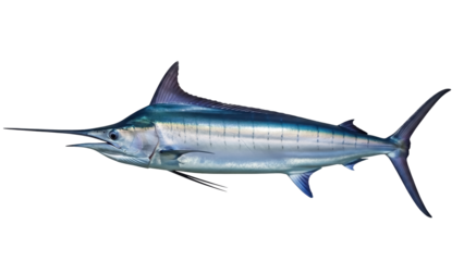 Blue marlin fish isolated PNG on transparent background, majestic sea creature with spear-like bill for marine life and fishing themes