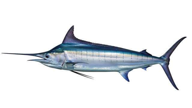 Blue marlin fish isolated PNG on transparent background, majestic sea creature with spear-like bill for marine life and fishing themes