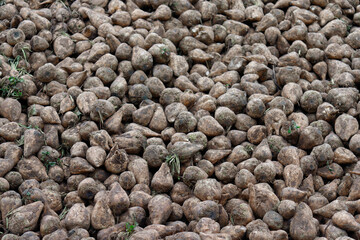 Harvesting sugar beets creating large pile for sugar production