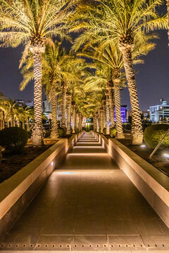 Night view of a palm lined path to the Museum of Islamic Art in Doha, Qatar