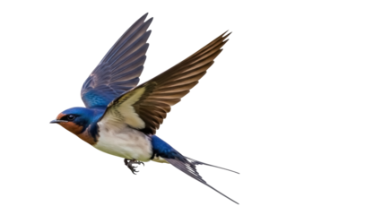 Barn swallow flying PNG isolated on transparent background, Hirundo rustica bird with blue feathers and long tail, wildlife cutout