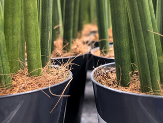 plant close up of several potted sansevieria cylindrica plants in a nursery