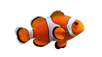 Vibrant orange clownfish PNG isolated on transparent background, colorful tropical reef fish with white stripes for marine life designs