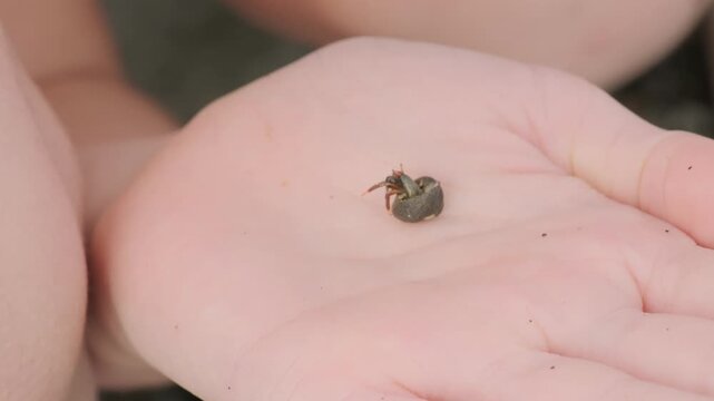 tiny hermit crab in delicate seashell rests on teenager&rsquo;s hand, marine life and beauty coastal wildlife, wonders marine ecosystems, environmental education and introducing kids wonders natural world