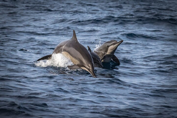 jumping dolphins, dolphin, mirissa, sri lanka, ceylon, asia © Andrea Aigner