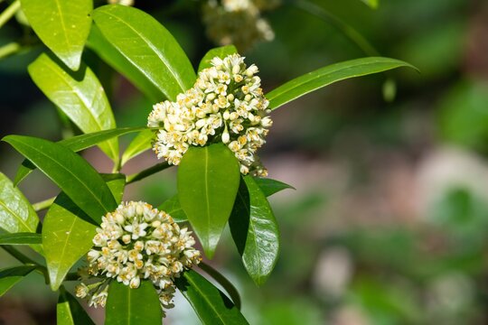 Close up of Kew green skimmia confusa flowers in bloom