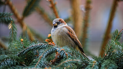 Sparrow perched on a festive fir branch, Christmas market, Bern, Switzerland