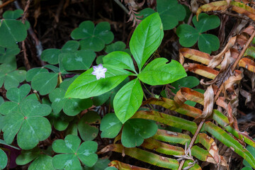Trillium flowers in Redwoods National Park