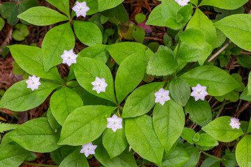 Trillium flowers in Redwoods National Park