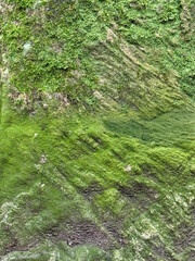 natürliche Strukturen eines mit Moos bedeckten Steines