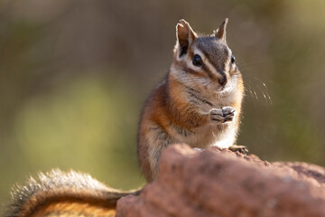 A chipmunk sits upright on a sandstone rock holding something in its front paws with warm sun shining from behind it at the Overlook trail in Zion NP Utah USA on a summer day.