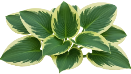 Hosta plant with variegated leaves isolated PNG, decorative foliage with green and yellow edges for garden design and landscaping projects