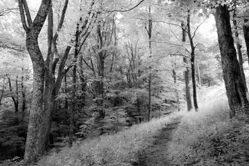 Peaceful forest path with lush surrounding foliage