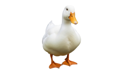 Domesticated white duck PNG isolated on transparent background, farm animal with orange beak and feet for design use