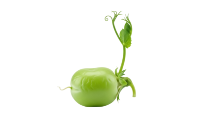 Fresh green pea sprout PNG isolated on transparent background, young plant with tendrils and leaves for healthy eating and gardening