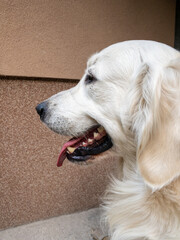 golden retriever side profile with tongue out