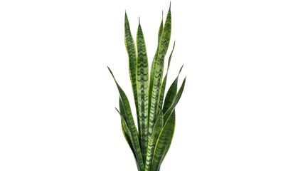 Striking snake plant PNG isolated on transparent background, vibrant green foliage with unique patterns for modern decor © Nicolae