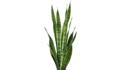 Striking snake plant PNG isolated on transparent background, vibrant green foliage with unique patterns for modern decor