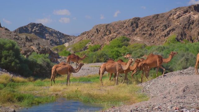 Footage captures a herd of dromedary camels grazing by a small stream in a lush, green wadi (valley) surrounded by rugged mountains in the Sadan Duqm area, near Salalah, Oman.