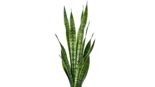 Striking snake plant PNG isolated on transparent background, vibrant green foliage with unique patterns for modern decor