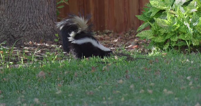 skunk forages for food in a green backyard lawn