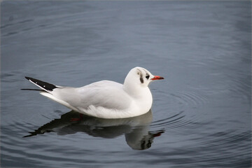 Obraz premium Gaivota branca com reflexo em água espelhada e ondulações suaves