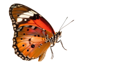 Beautiful monarch butterfly PNG isolated on transparent background, orange and black wings with white spots, detailed insect for design projects