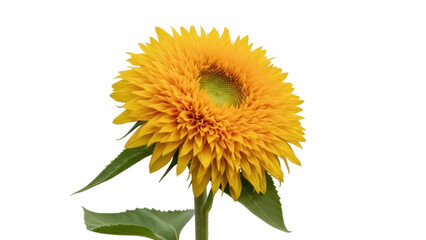 Fluffy Teddy Bear Sunflower PNG isolated on transparent background, vibrant yellow flower with green center for floral design and summer themes