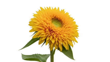Fluffy Teddy Bear Sunflower PNG isolated on transparent background, vibrant yellow flower with green center for floral design and summer themes