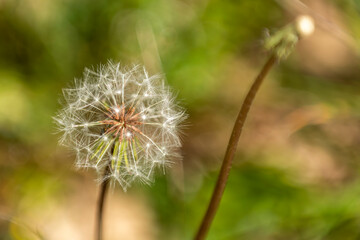 Close-up view of a dandelion seed head glistening in natural light during springtime growth