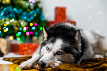 Siberian husky dog resting by christmas tree lights © Ametz