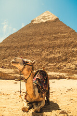 Relaxed Camel Under The Sun In Front Of A Pyramid