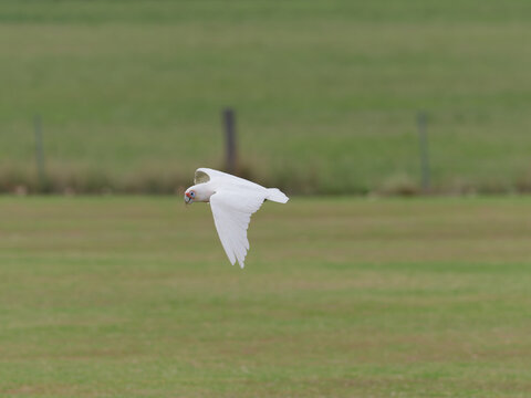 Long Billed Corella x Little Corella (Cacatua sanguinea x Cacatua tenuirostris) in flight over grass field with fence and pasture in background